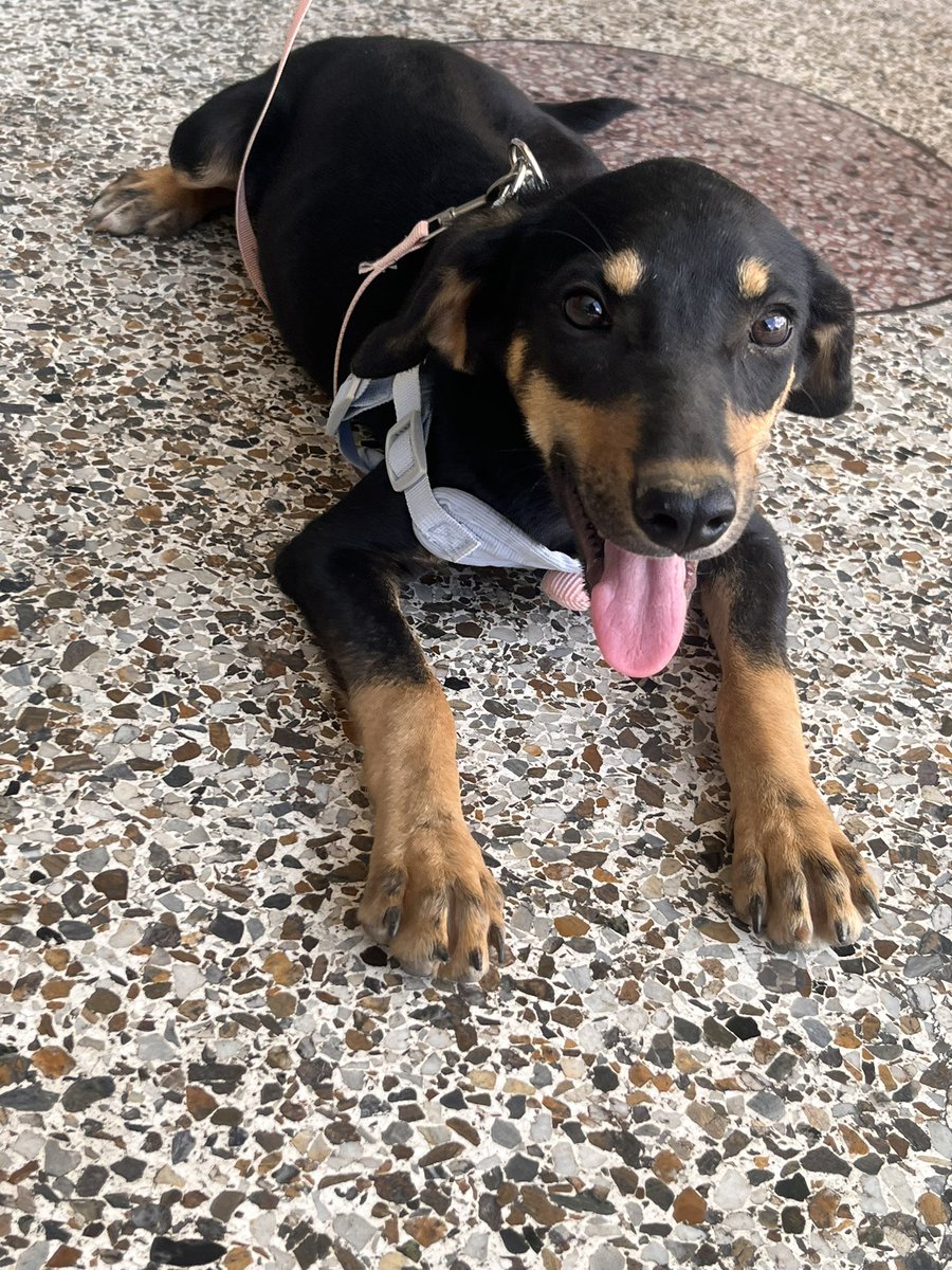 @fevranimal tweet media