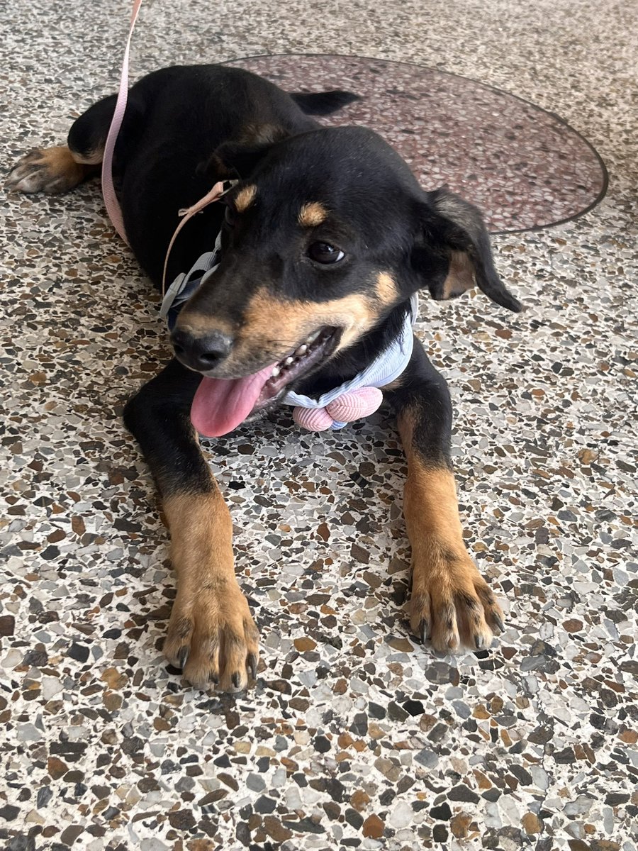 @fevranimal tweet media