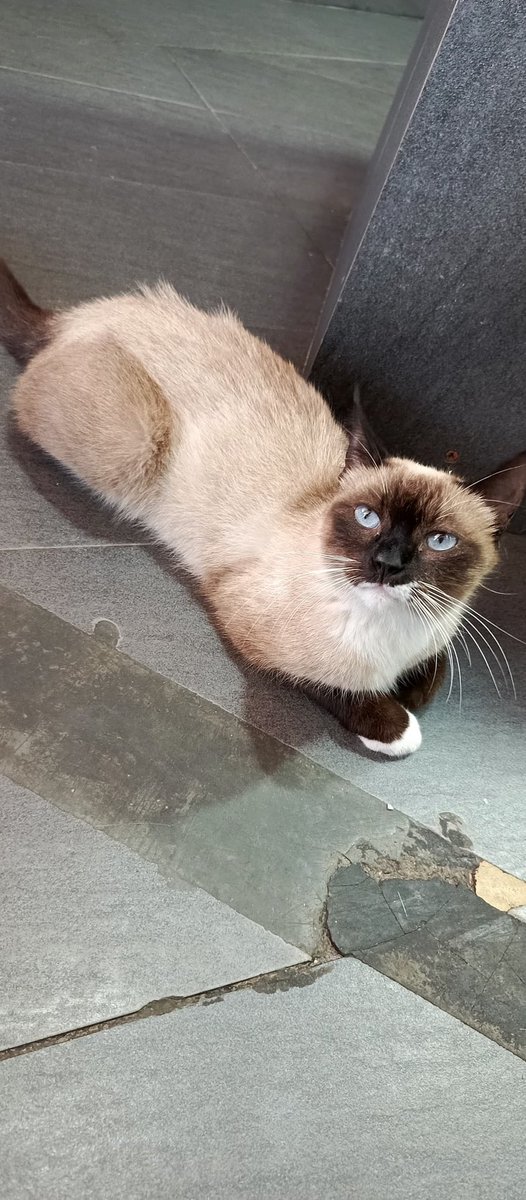 Gracias a Mahalo poke estas dos gatitas serán esterilizadas esta semana