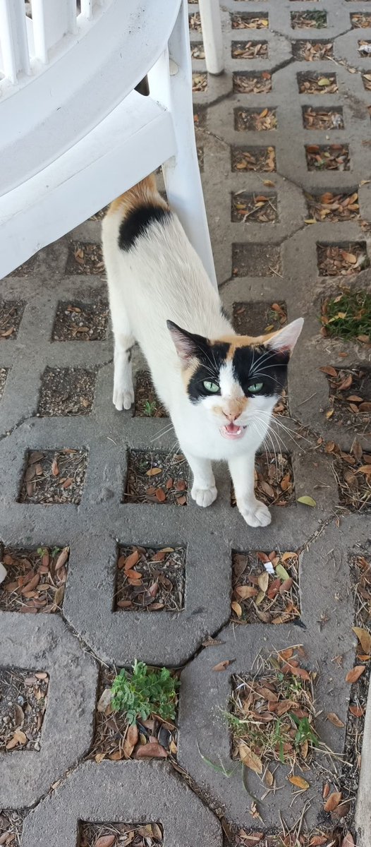 @fevranimal tweet media