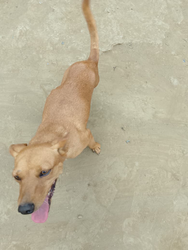 @fevranimal tweet media