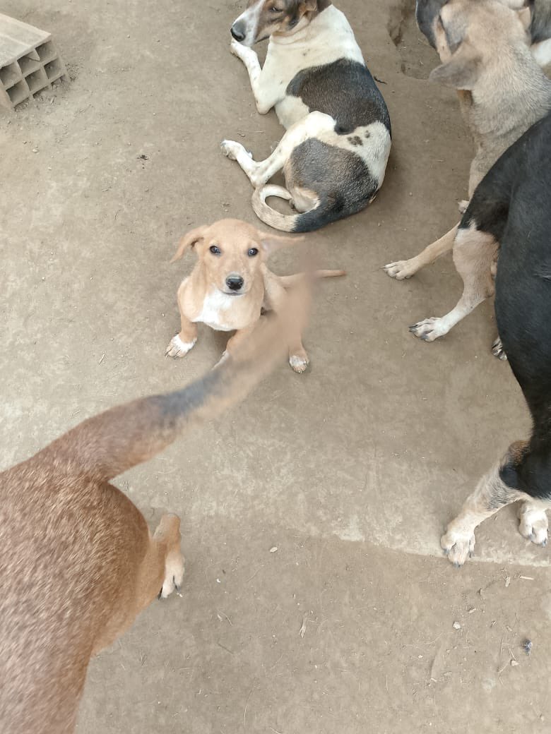 Ellos son parte de la manada de Fevranimal ❤️ los que tenemos en el terreno , ellos son una gran parte de mi corazón ♥️