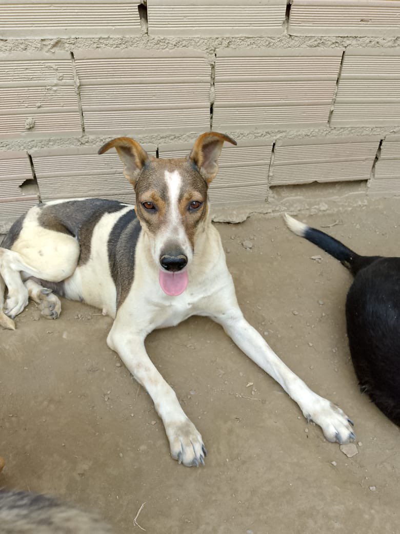 @fevranimal tweet media