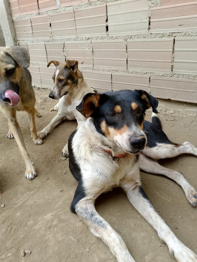 @fevranimal tweet media