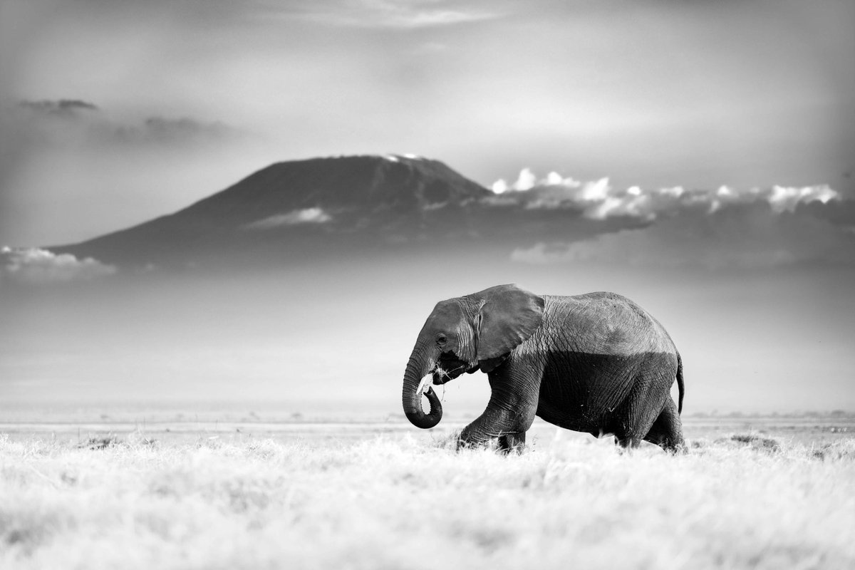 trikansh_sharma's tweet photo. Amboseli has my heart ♥️ as I love photographing Elephants https://t.co/r9mMldGZ0p