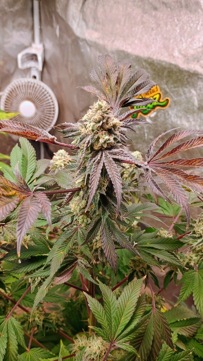 DjVisionaire tweet media