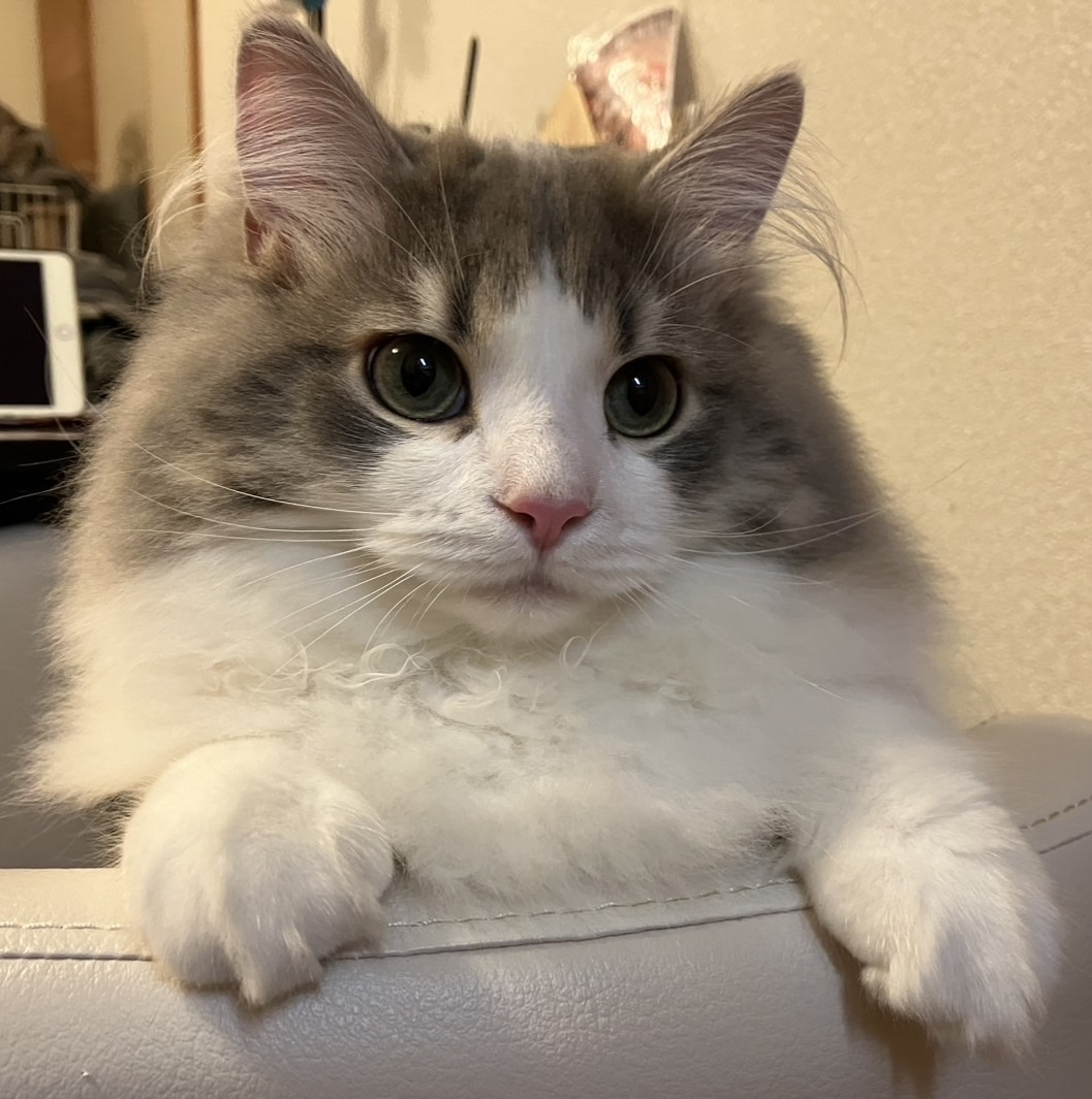 war_rabbit03's tweet photo. 猫を飼いはじめて６か月。大きくなりました。 https://t.co/VHJs5fWlqj