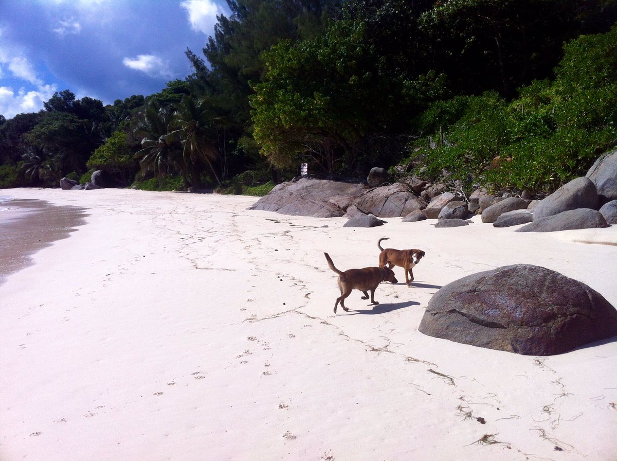 Seychelles_dog's tweet photo. 🙏Toffee’s last day today, as his hips have failed 😞 

12 wonderful years makes parting so very, very hard, 4,000 days &amp; 12,000 walks together. So sad 🌈 
He was rescued in the Seychelles, then lived in Bermuda &amp; Ibiza. Retired to a beach in Worthing for his final days 😢 ❤️ https://t.co/xrT6xEpRra