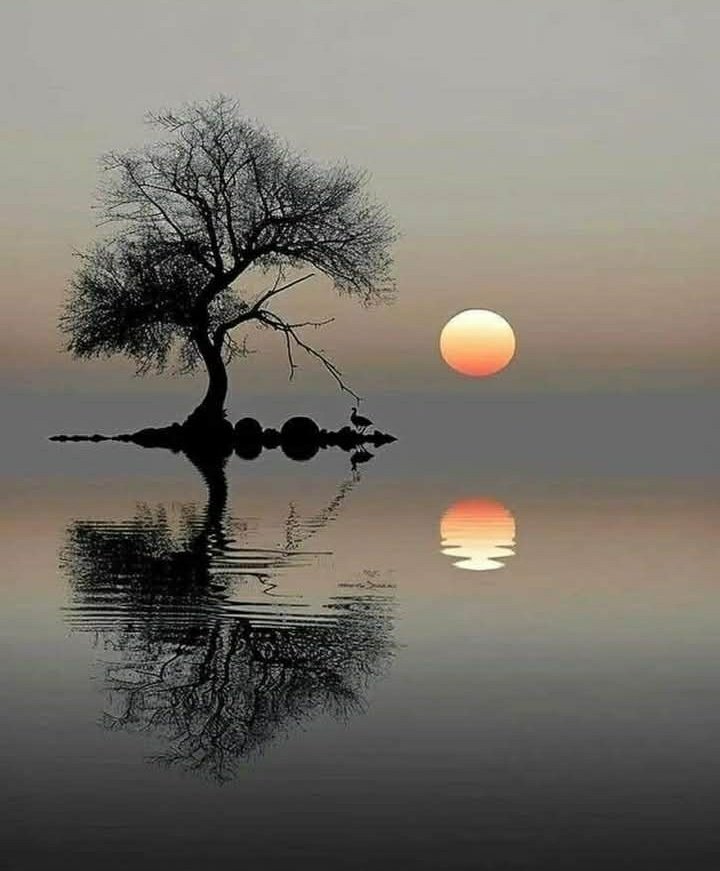 clicks1222's tweet photo. Tree and Sun . https://t.co/xPfMDUHKPX