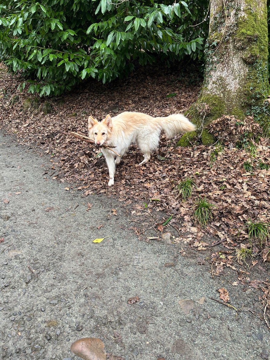 boatypat's tweet photo. Tuesdays stick collecting was interrupted by a lively young retriever, he chased her until she was out of puff .. #gsd #tomorrowanotherday #dogsofX https://t.co/Pe73zqfuvq