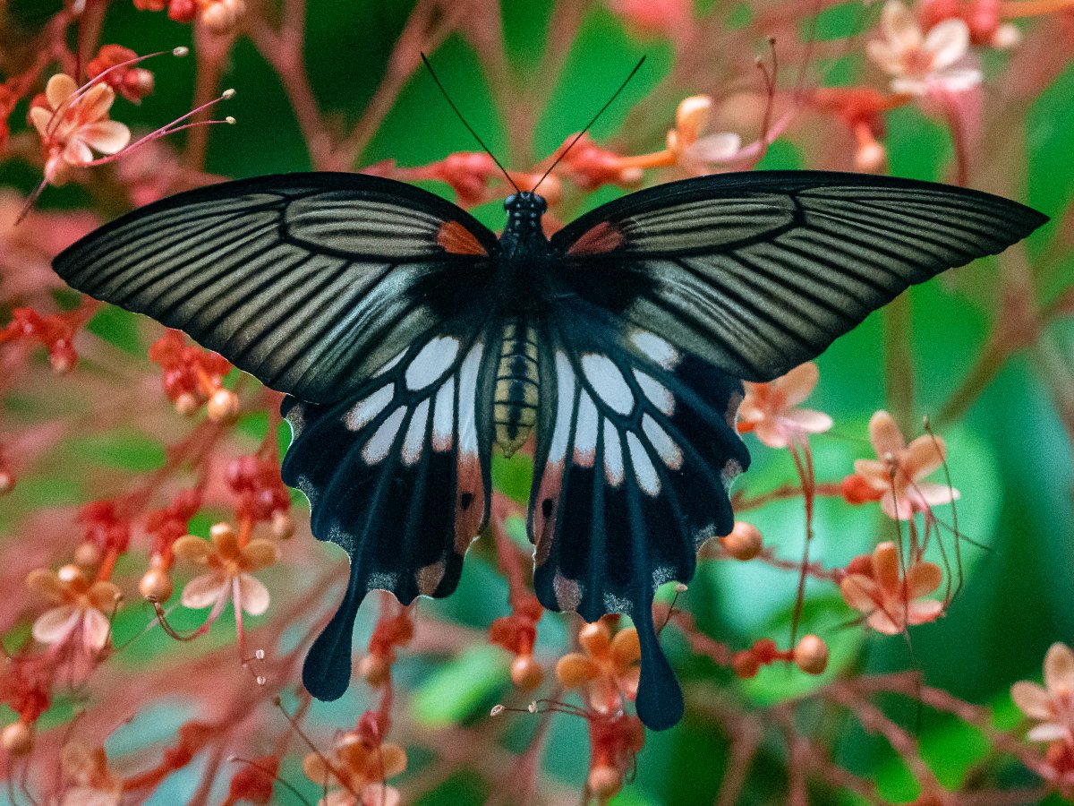 DataiLangkawi's tweet photo. Did you know Langkawi is home to over 530 species of butterflies? You may discover some of these winged beauties at our Butterfly Walk.

Pictured here is the Great Mormon, one of the many butterflies gracing our rainforest. 

#TheDataiLangkawi #DiscoverDatai

📷 @Tom Reynolds https://t.co/sbZd7KRpbd