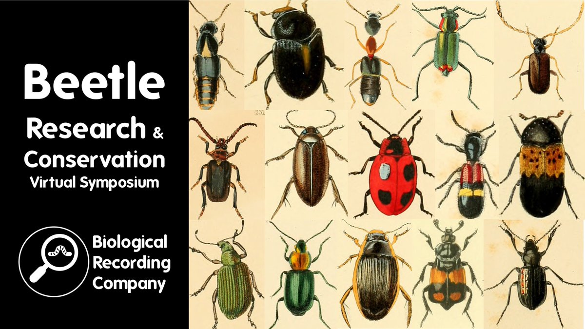 🪲 Join experts for the Beetle Research &amp; Conservation Virtual Symposium this National Insect Week. Explore their ecology, taxonomy and the fight to protect them 🐞 <a href="/RoyEntSoc/">Royal Entomological Society</a> <a href="/Theponker/">Wil J. Heeney 🤙🏳️‍🌈🪲🪰🕷🦇</a> <a href="/Buzz_dont_tweet/">Buglife</a>

📅 26 Jun |💻Online
🔗 eventbrite.co.uk/e/1222872738279

#Beetle #NationalInsectWeek