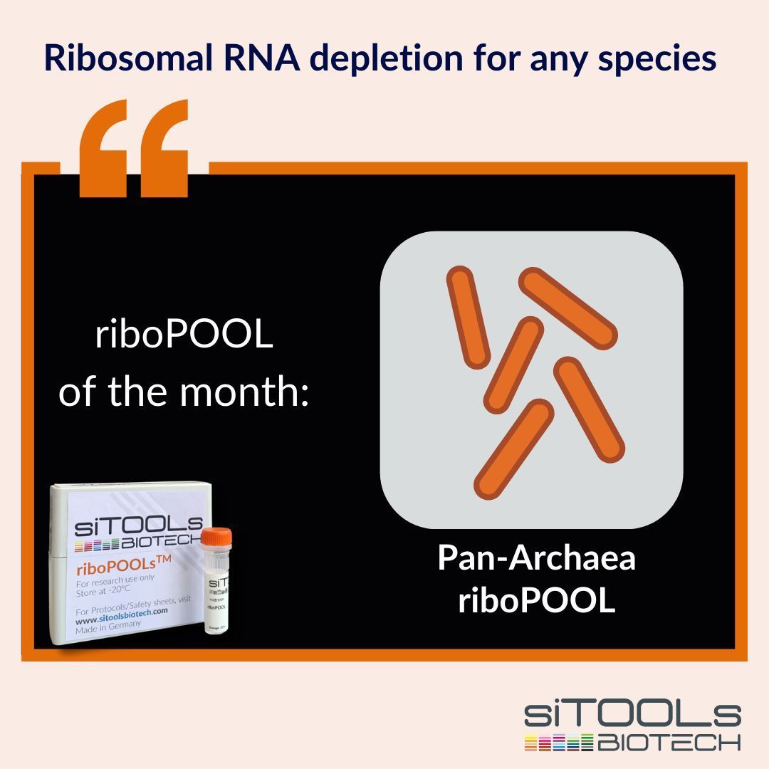 riboPOOL of the month: Pan-Archaea riboPOOL!🧡🧫 Efficient rRNA depletion is essential for archaeal transcriptomics. The Pan-Archaea riboPOOL enables comprehensive RNA-Seq analysis by selectively removing rRNA across diverse archaeal species, enhancing the detection of