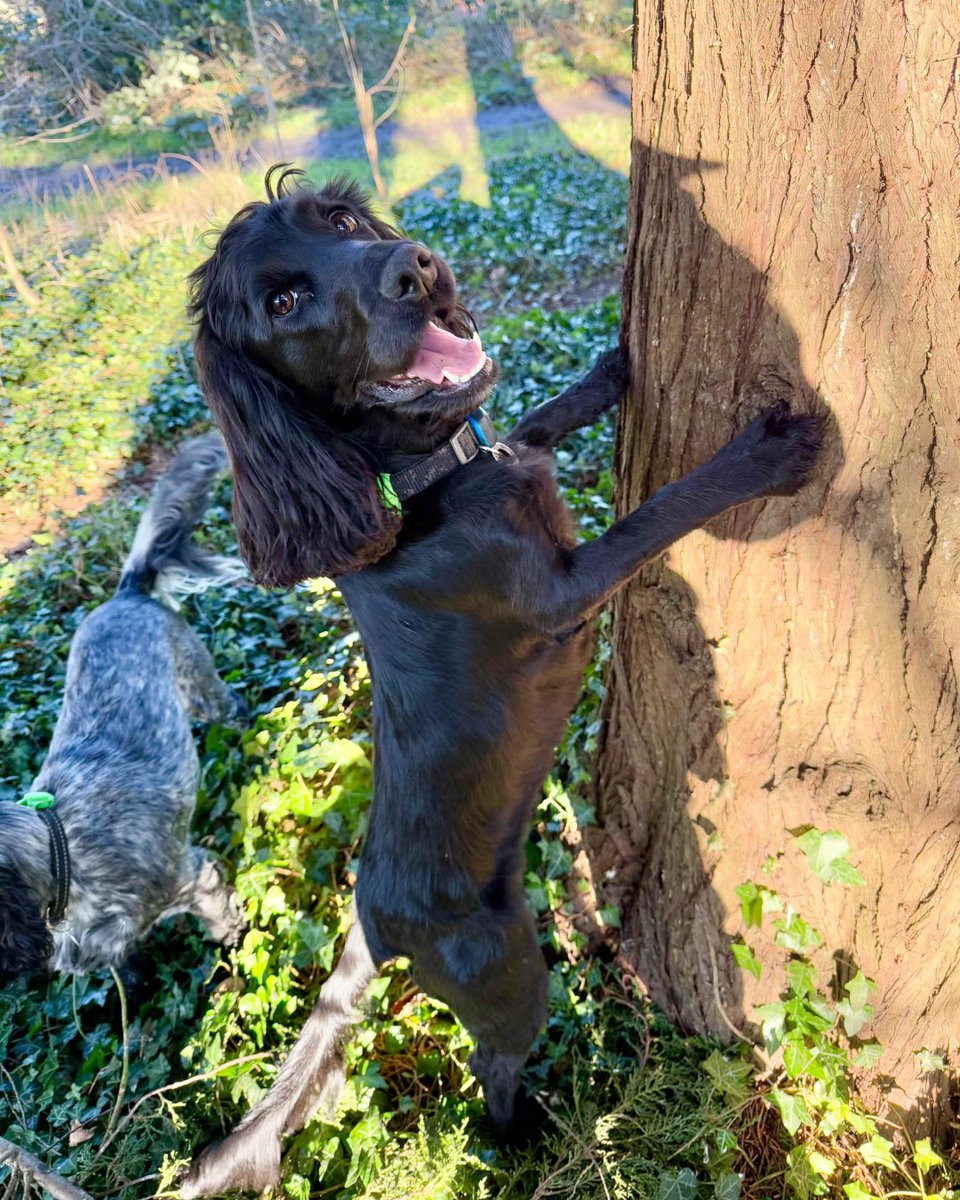 Hearing Dogs for Deaf People tweet media