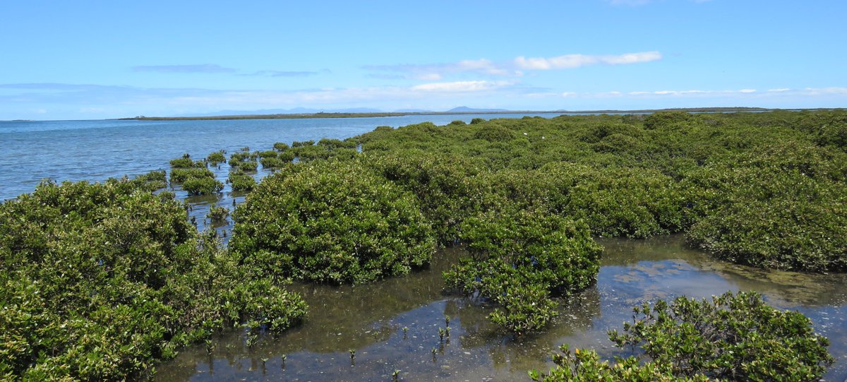 StuartWilliams_'s tweet photo. Grey mangroves (Avicennia marina subsp. australasica) at Port Albert in Gippsland. Victoria has the southernmost stands of mangroves in the world. 

#PortAlbert #Acanthaceae #Avicennia #ozplants https://t.co/mwprbe9eLY