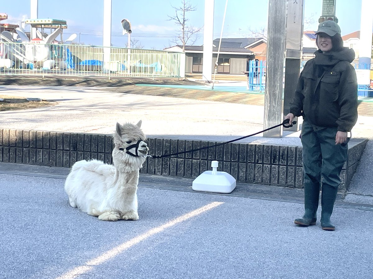 こんな日もありますね。
お散歩拒否アルパカ🦙
#ときわ動物園 #アルパカ #拒否アルパカ #拒否パカ