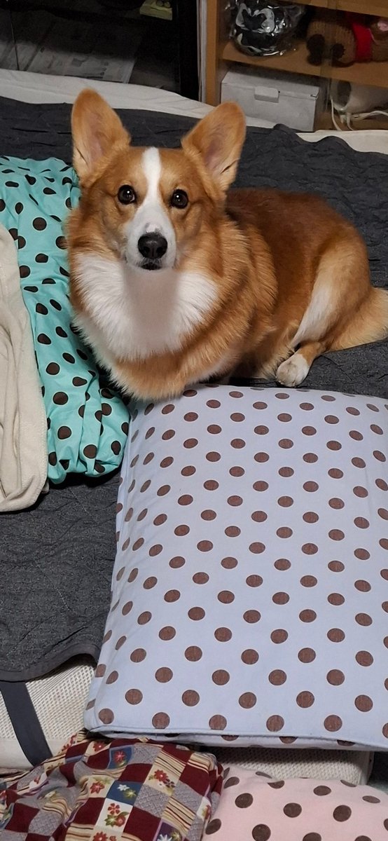 トリミングサロン出禁のコウタが通りますよ🤤