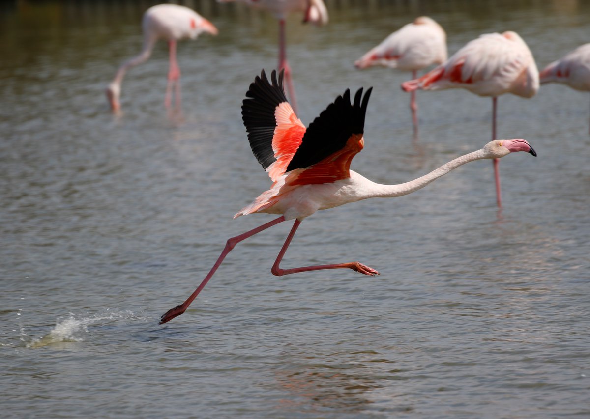 Merops Field Studies tweet media