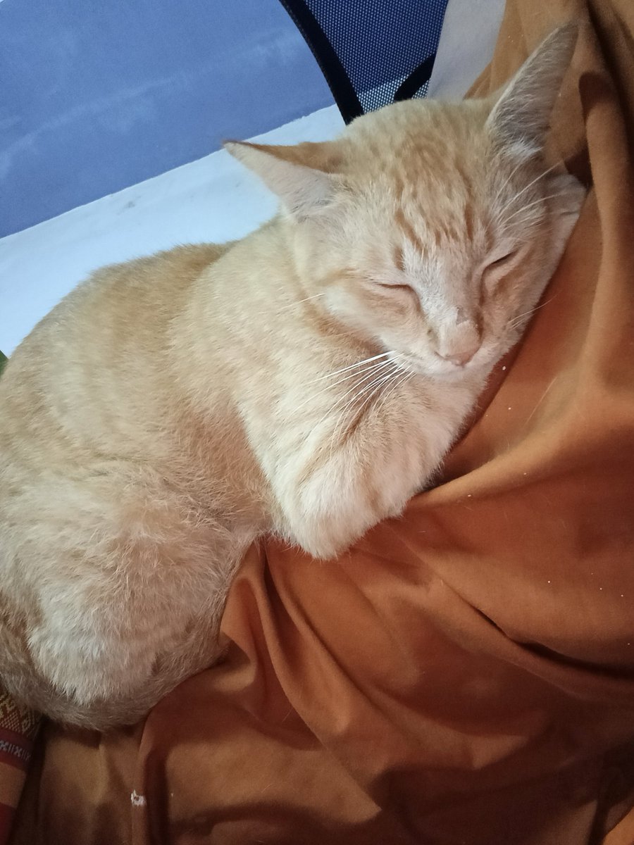 อยากมีโมเม้นท์แบบคอลหากันในฐานะแฟน แต่ติดที่เราไม่แมนเลยไม่สามารถมีแฟนได้ ต้องทำไง....เห้อเศร้า 🥕ก้อเศร้าเป็น