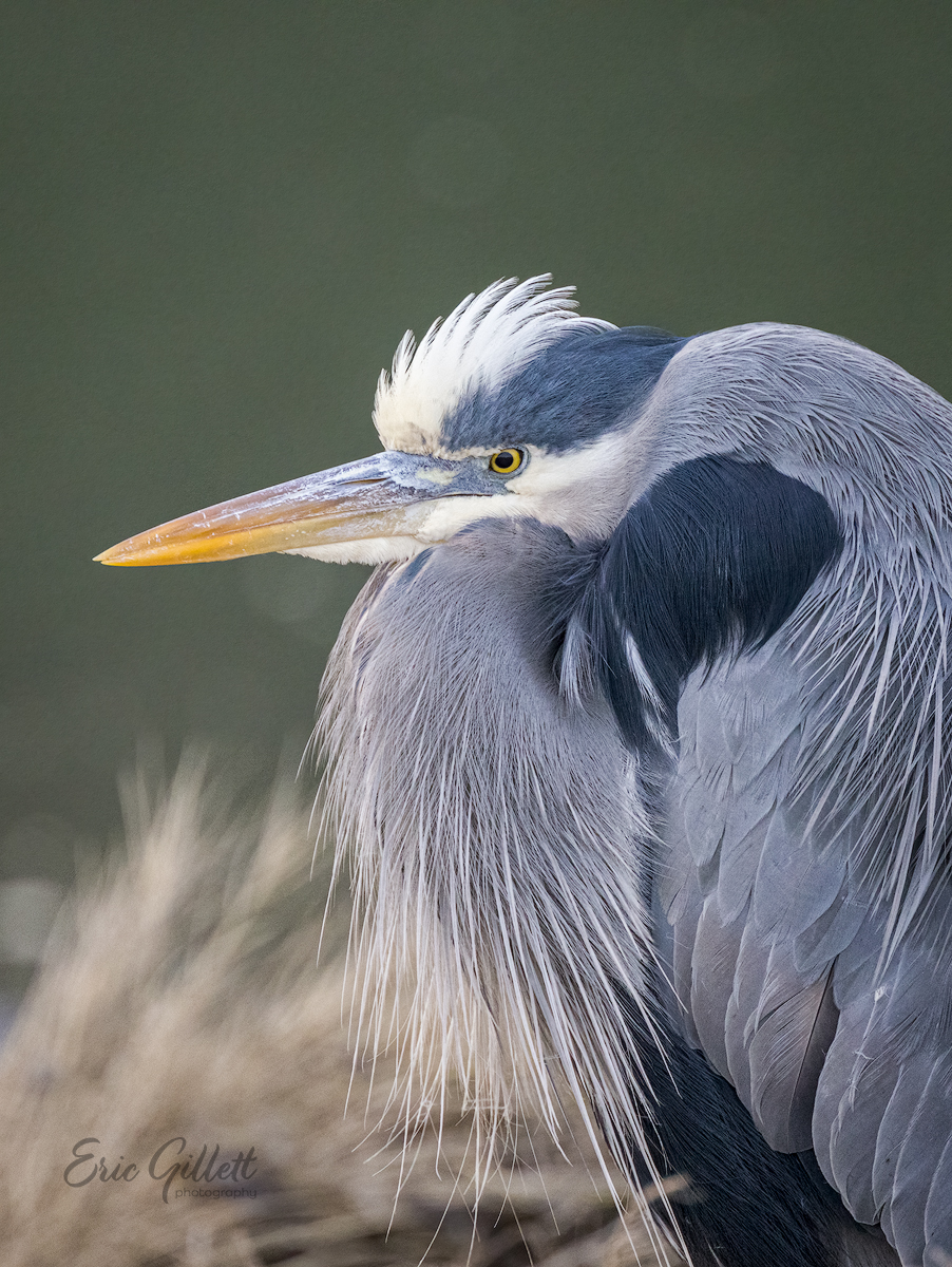 Eric Gillett tweet media