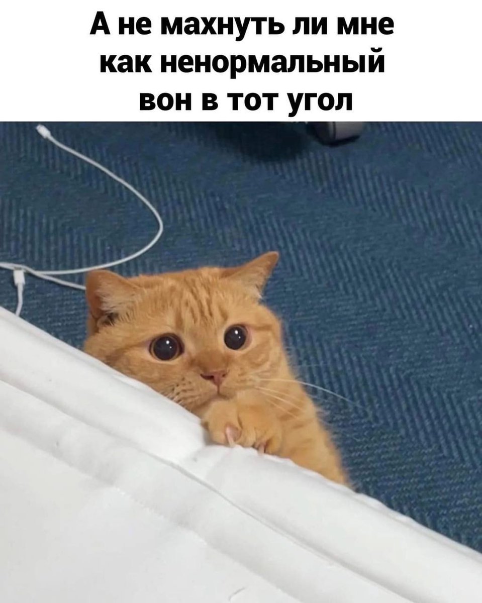 Gribanov ☢ ᓚᘏᗢ tweet media
