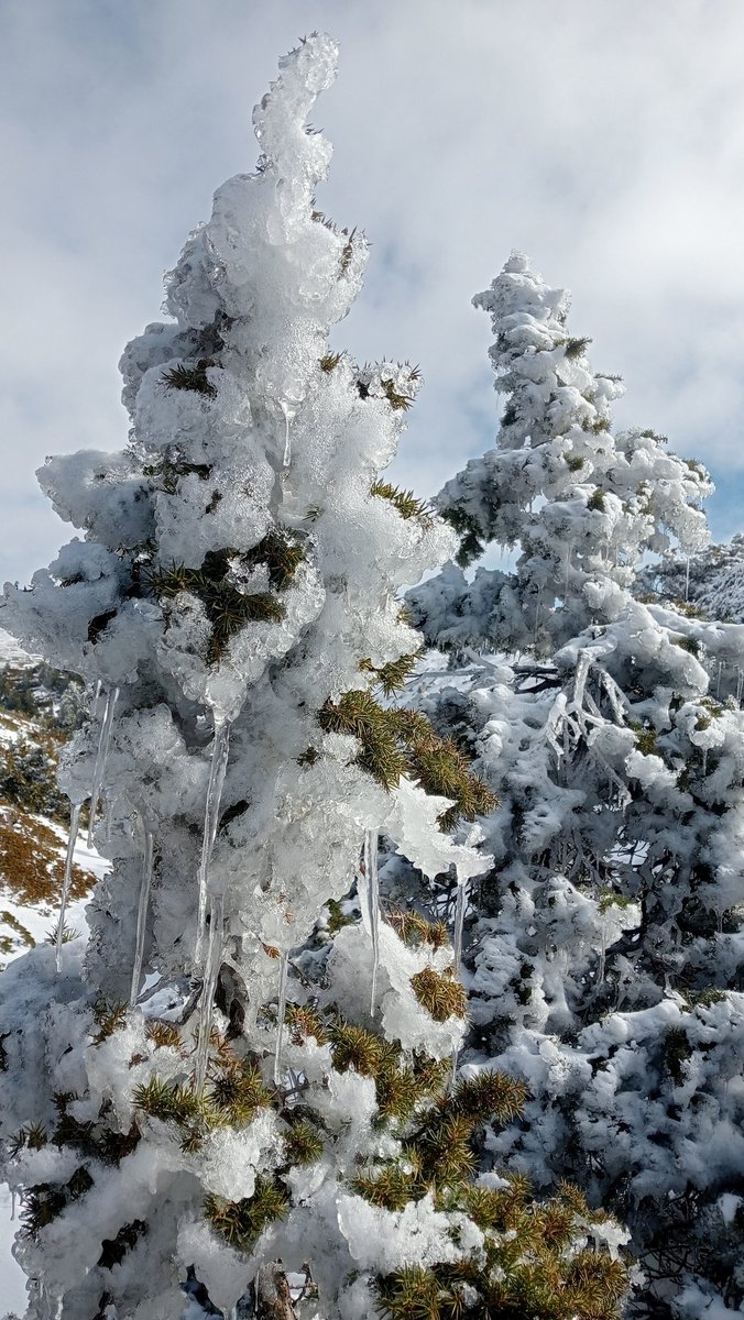 Pujada "express" al Pic Buitre/Voltor, un dels cims importants de la Serra de Javalambre 
ca.wikiloc.com/rutes-senderis… des de la Fuente del Pino (Torrijas) i descendint pel Barranc la Sebastiana. Una ascensió senzilla que amb neu és realment deliciosa.
