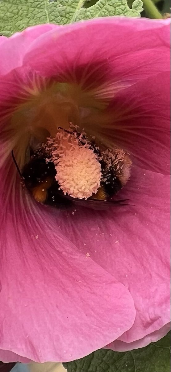 Trinkle96619465's tweet photo. #InsectTuesday nectar frenzy π https://t.co/Pf3gcNrseD