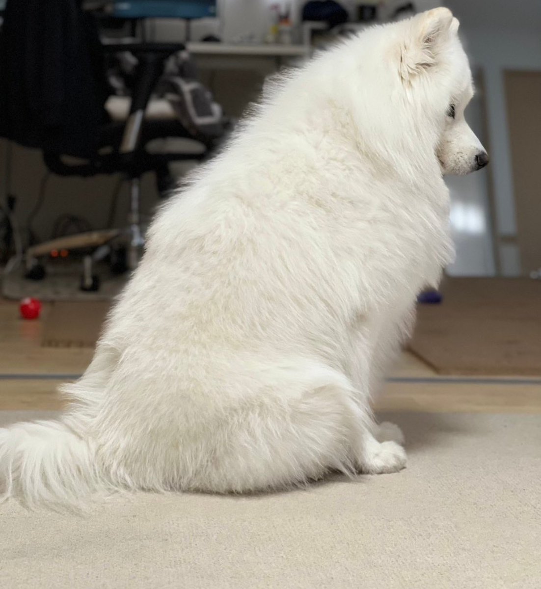 パパの帰宅を待つサモエドが愛おしすぎるよー