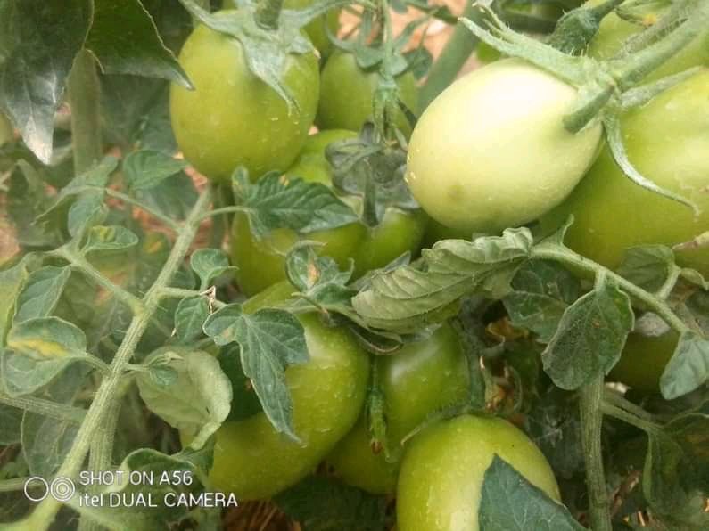 HungaCentre's tweet photo. Did you know that Tomatoes 🍅 🍅 provide your body with Vitamins C which can help to fight Infections!!

You can grow them in your backyard and enjoy all their benefits: #FarmingIsLife #FoodSecurity #Nutrition ��@OPMUganda⁩ ⁦@WholeFoods⁩ ⁦@HPRW_Uganda⁩ https://t.co/KBoAbLiylw