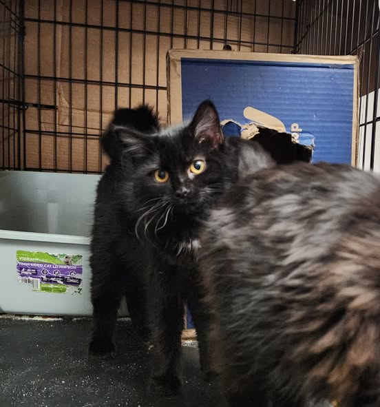 At Save Grayson Co Cats #ClarksonKY there are two sweet beauties Nila &amp; Aurora waiting for their forever home(s)! It's spay clinic day on 02/04 &amp; they could really use sponsors! Donate here: PayPal.me/savegraysoncats
Venmo @grayson-cats Cashapp $savegraysoncats
Thank you! 😺👍💞