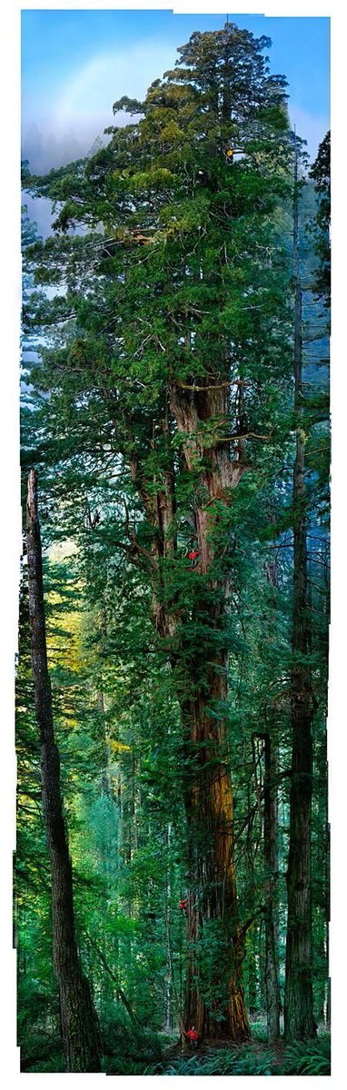 mathilebrandts's tweet photo. Counting arborists #thicktrunktuesday https://t.co/eyfFB9ddjq