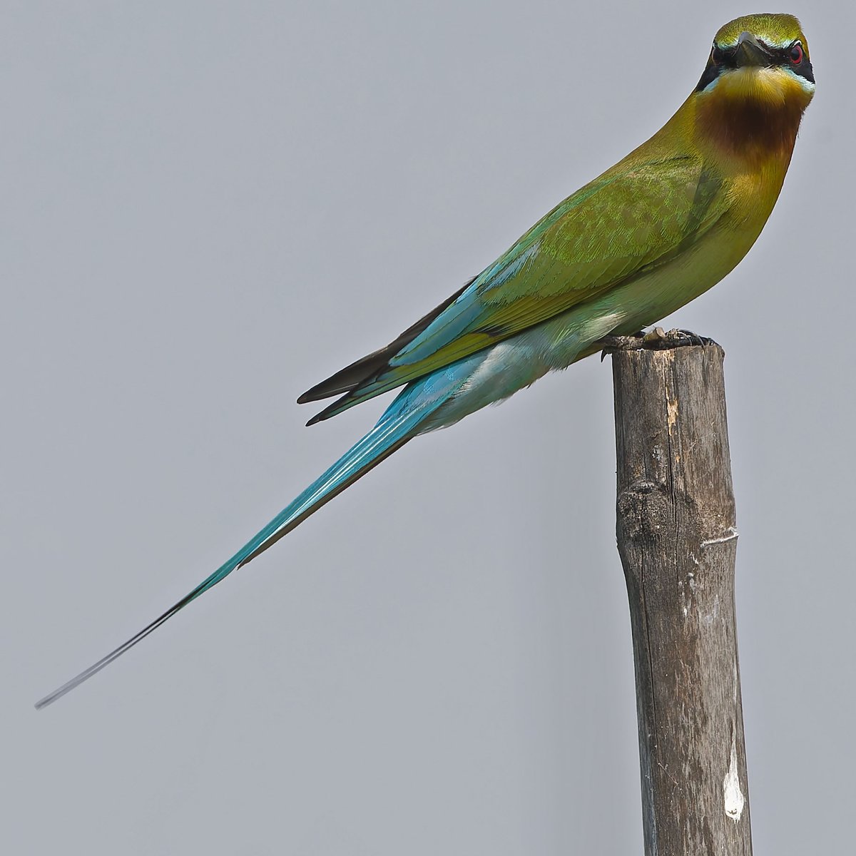 vafaned's tweet image. #birding  at #eBird Hotspot Mueang Boran fish ponds earlier today.

Blue-tailed Bee-eater is an gorgeous #bee_eater

#BirdsSeenIn2025 #birds #birding #birdphotography #BirdsofX #NaturePhotography