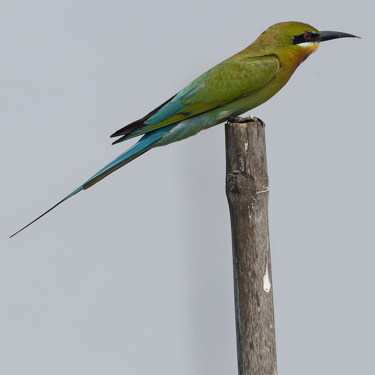 vafaned's tweet image. #birding  at #eBird Hotspot Mueang Boran fish ponds earlier today.

Blue-tailed Bee-eater is an gorgeous #bee_eater

#BirdsSeenIn2025 #birds #birding #birdphotography #BirdsofX #NaturePhotography