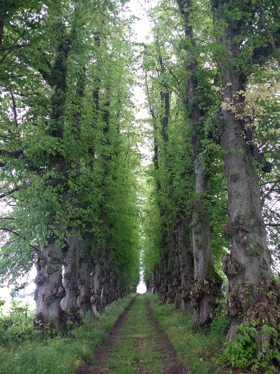 mathilebrandts's tweet photo. #thicktrunktuesday #Scotland https://t.co/pVaiadXwAU