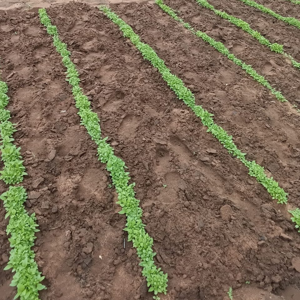 UNDPZimbabwe's tweet photo. Exciting times!😀 Small holder farmers are partnering with Chisumbanje Research Institute on research for participatory variety of sesame. This will provide farmers with #climate_resilient seeds, marking a significant advancement in #Agric_Science 🌾🌾 https://t.co/WxJH01lPBo