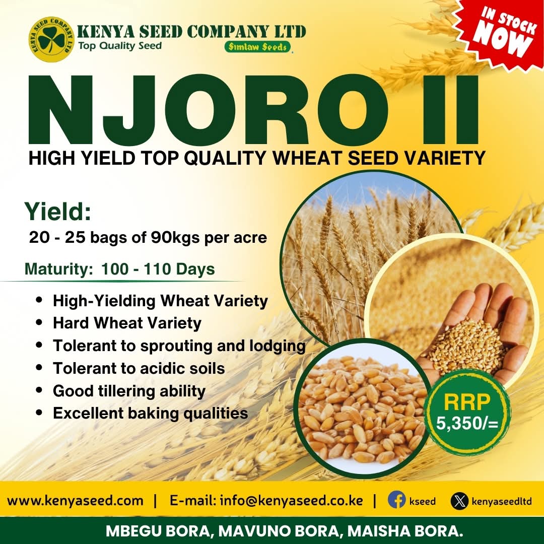 kenyaseedltd's tweet photo. ππ―ππ’π₯πππ₯π πππ!
πΎππππ (π΅π±πΆπΉπΆ π°π°) - π»ππ πππππ ππππ πππππ
π π ππππππ ππππ!
#wheat #topqualityseed #foodsecurity https://t.co/OIqW0zxG4z