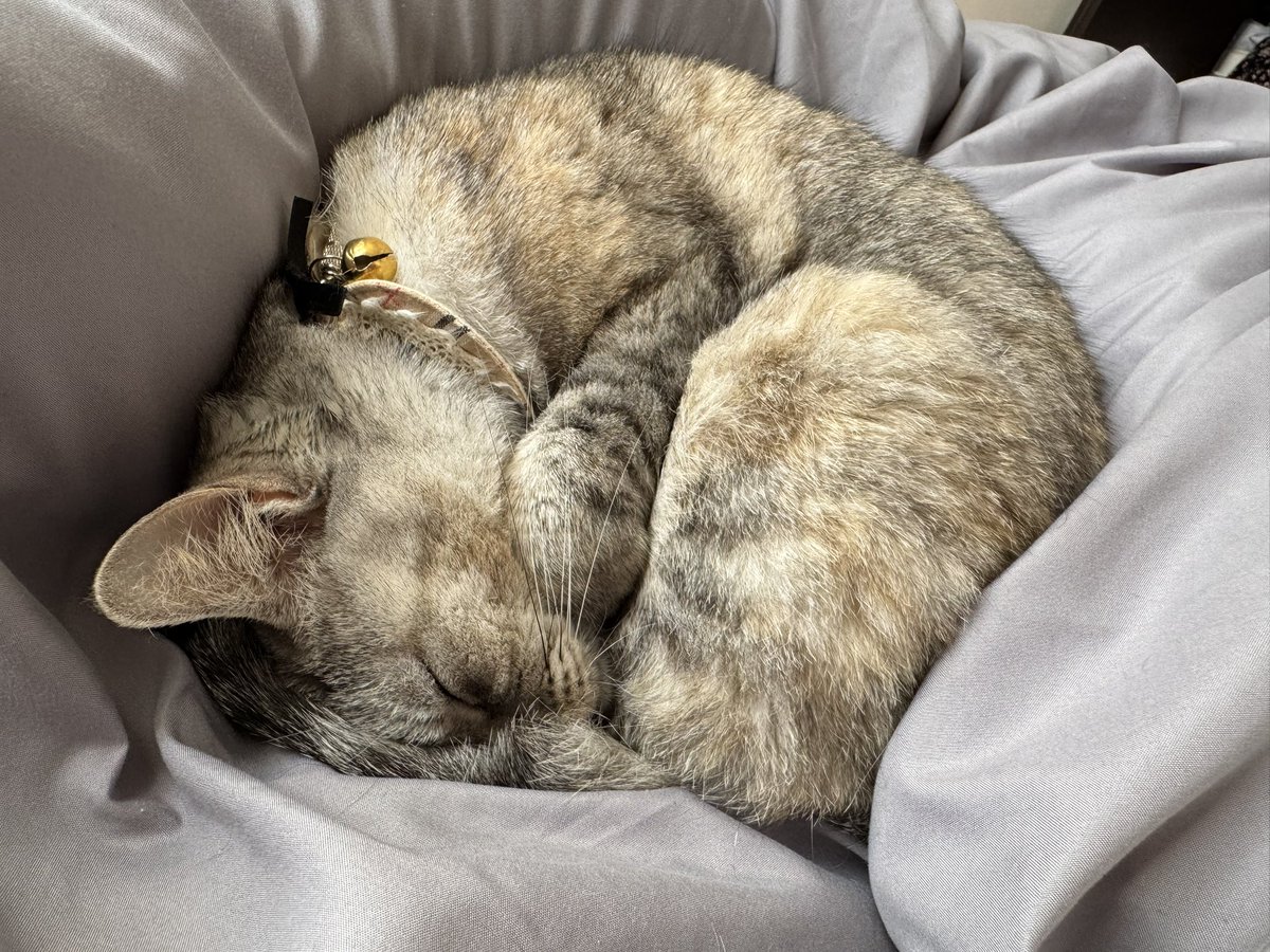 布団の中に入るのは嫌だけど、布団の上で一緒に寝るのは好きならむちゃん可愛い🥰