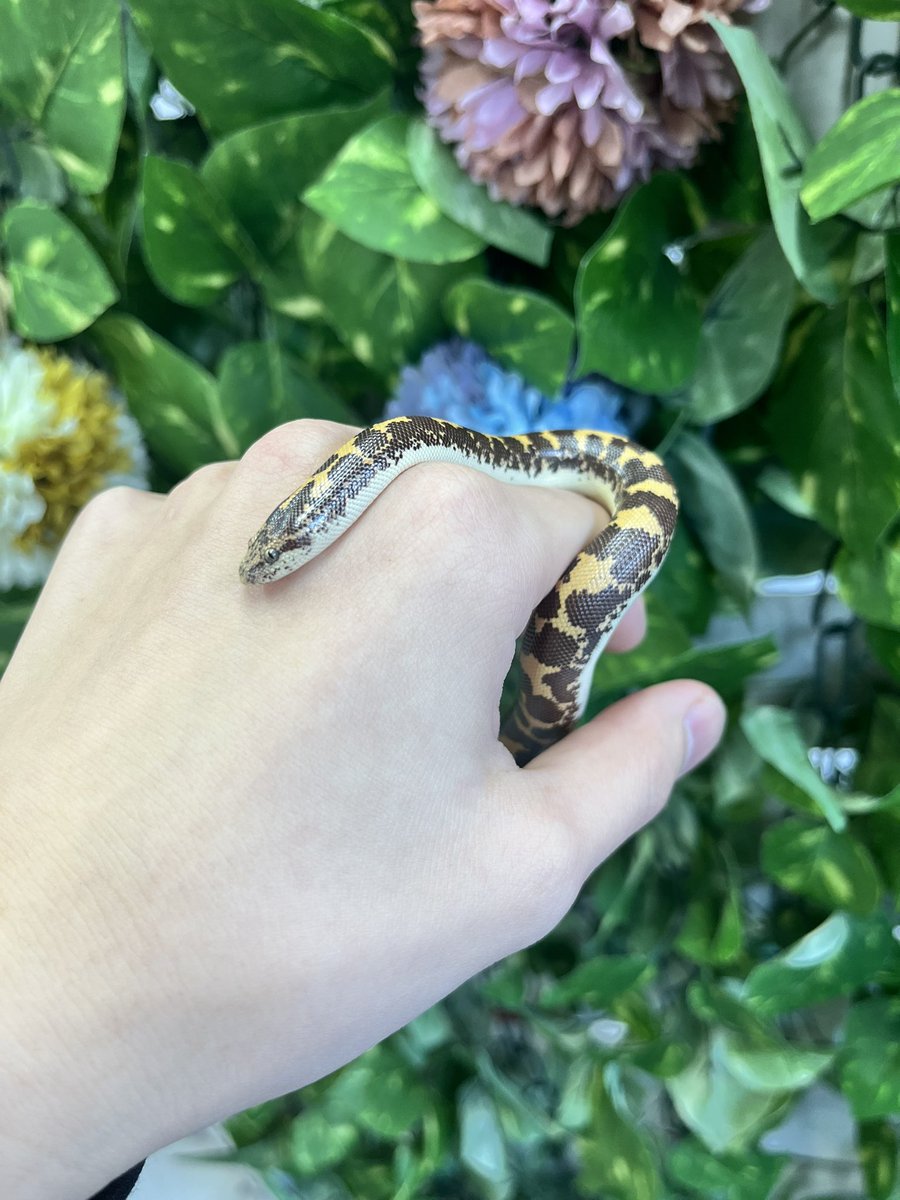 reptilespro03's tweet photo. とっても可愛いケニアサンドボアもおりますよ🥰

普段は中々姿を見れませんが、とっても綺麗な模様をしてます✨

 #れぷたいるずプロ #爬虫類 #爬虫類ショップ #ケニアサンドボア https://t.co/9yN9LOpJBD