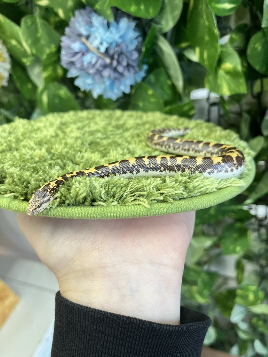 reptilespro03's tweet photo. とっても可愛いケニアサンドボアもおりますよ🥰

普段は中々姿を見れませんが、とっても綺麗な模様をしてます✨

 #れぷたいるずプロ #爬虫類 #爬虫類ショップ #ケニアサンドボア https://t.co/9yN9LOpJBD