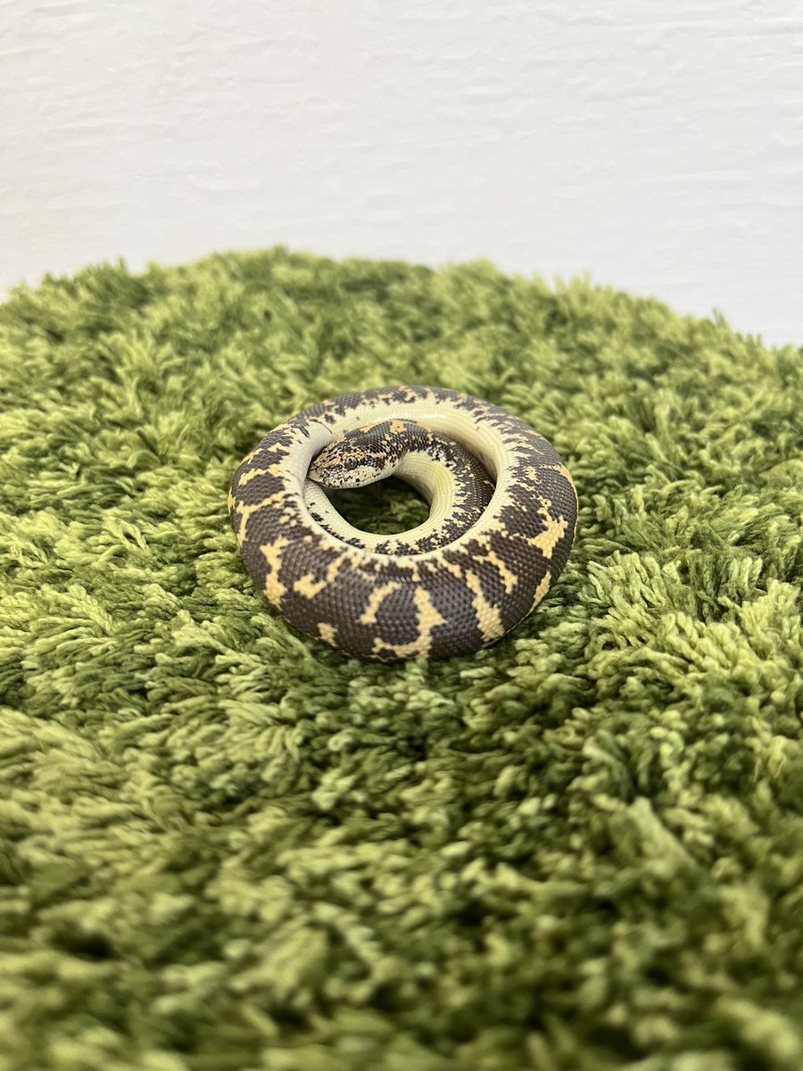 reptilespro03's tweet photo. とっても可愛いケニアサンドボアもおりますよ🥰

普段は中々姿を見れませんが、とっても綺麗な模様をしてます✨

 #れぷたいるずプロ #爬虫類 #爬虫類ショップ #ケニアサンドボア https://t.co/9yN9LOpJBD