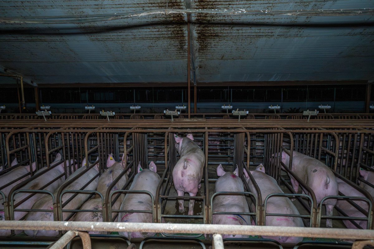 RevolutionPi's tweet photo. 😞💔If these pigs were dogs, those running this would be charged. What an abomination against compassion, decency & social trust #Pigs #Cruelty #ShutThemDown #Vegan
(Pic #FarmTransparencyProject filmed Jan 2025
Macorna Pastoral Breeder Piggery, Mincha West VIC Australia) https://t.co/PYy48z8hQI