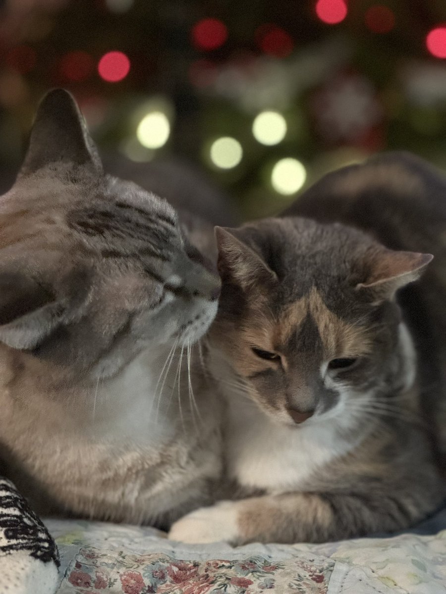 RefugeRR's tweet photo. Layla was born in an abandoned barn . Cinnabun was born in a scrapyard. They have called Refuge RR home for 6 years and are still best friends . We have 35 cats here and many are have special needs . Please consider making a tax Deductible donation to help all our residents. https://t.co/q2CIqb7y2F