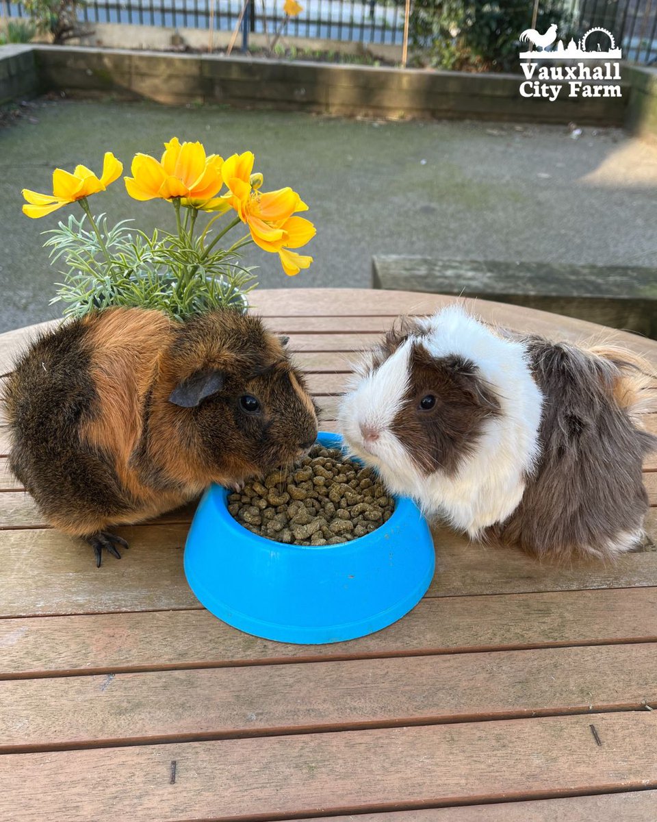 ❤️ Farm Lates: Valentines ❤️ Sat 15th Feb, treat your loved one to an exclusive VIP Meet &amp; Greet experience with one of our animals followed by dinner and drinks in our farm bar.
You’ll have a private meet and greet session with the animal of your choice:
vauxhallcityfarm.org/events/valenti…