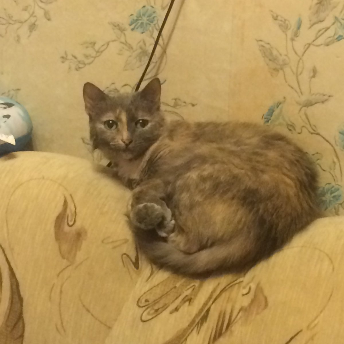 Ушла на облачка, моя хорошая 😭