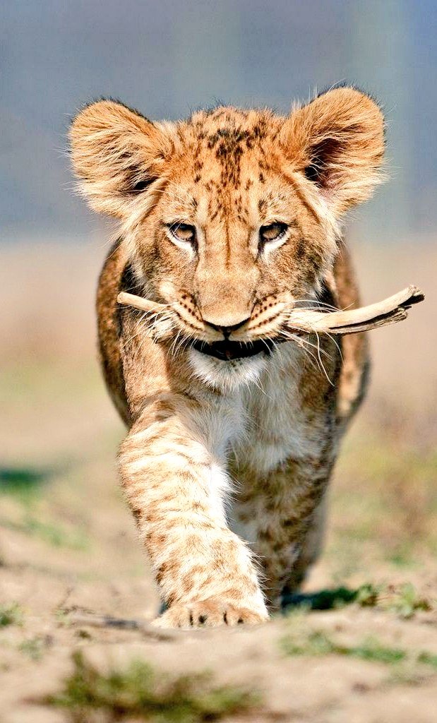 Unos necesitan gente y ruido para no sentirse solos,otros en el silencio y la soledad ya lo encuentran todo.
Unos pretenden que los demás les llenen todos sus vacíos, otros hace tiempo que ya aprendieron amarse a sí mismos.
~Arnau de Tera ✍️
#FelizMartesATodos
#BuenosDiasATodos