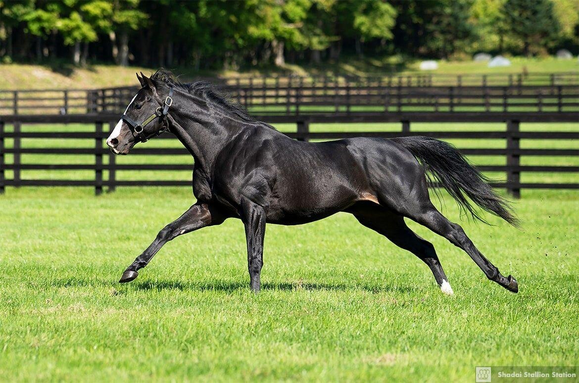 Equinox running around his paddock

Photos by Shadai Stallion Station