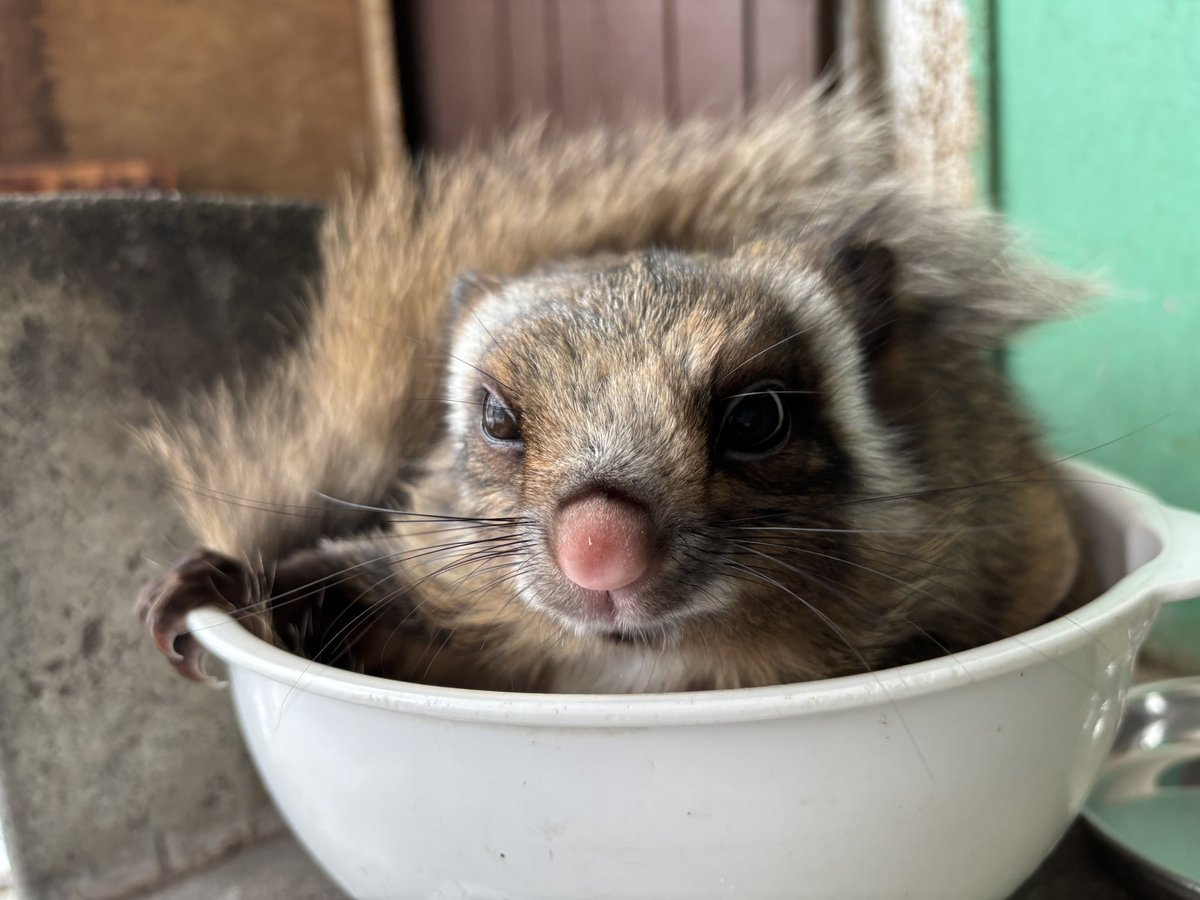 komorozoo's tweet photo. 体重測定中の【ぴぴ】
眠そうな顔で体重計に…😪
寝ていたところ起こしてごめんね💦

 #ムササビ
#ぴぴ
#小諸市動物園
#リニューアル工事のため休園中 https://t.co/KdnB08JhqP