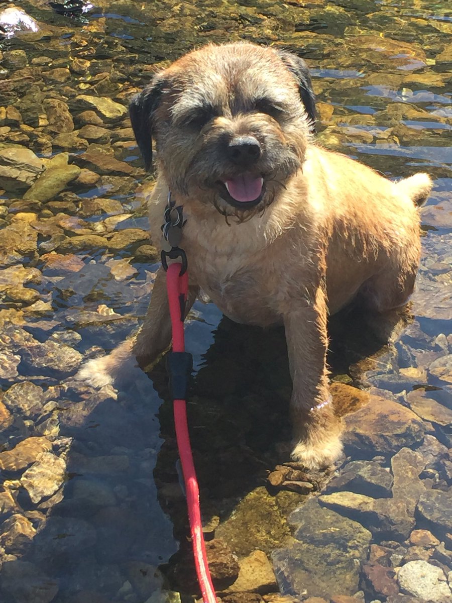 BaxterHarry1's tweet photo. Thank you all for your kind messages about Baxter. Here are a couple of pictures of him in happier times- he loved a puddle https://t.co/z95UlPoxll
