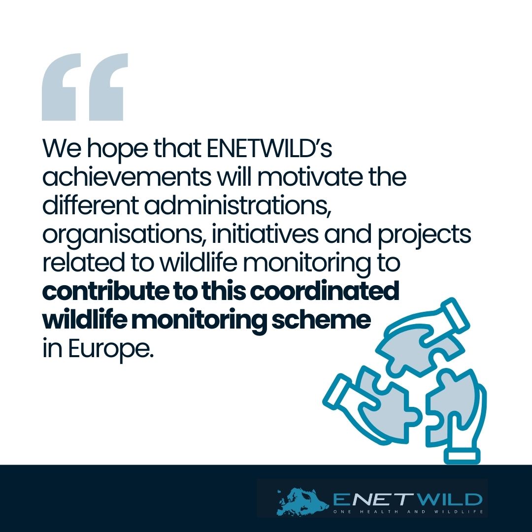 Joaquín Vincente from <a href="/IREC_CSIC_UCLM/">IREC (CSIC, UCLM, JCCM)</a>, a key figure in ENETWILD from the start, shares his hopes for the project and key achievements accomplished in our newsletter.

Read the full interview &amp; subscribe for more info on #WildlifeManagement:
enetwild.com/newsletter/