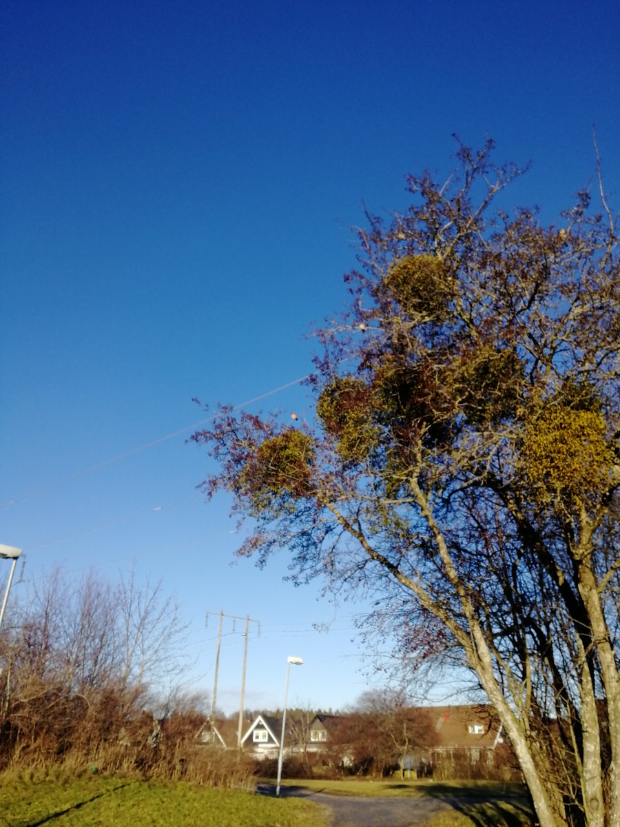 tern09's tweet image. Mild winter in #Västerås. #Waxwing are still in town eating mistletoe berries. #sidensvans